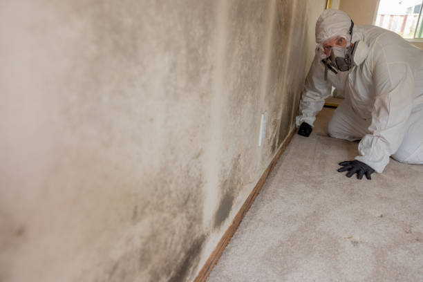 Best Mold-Related Health Consultation  in Yonkers, NY